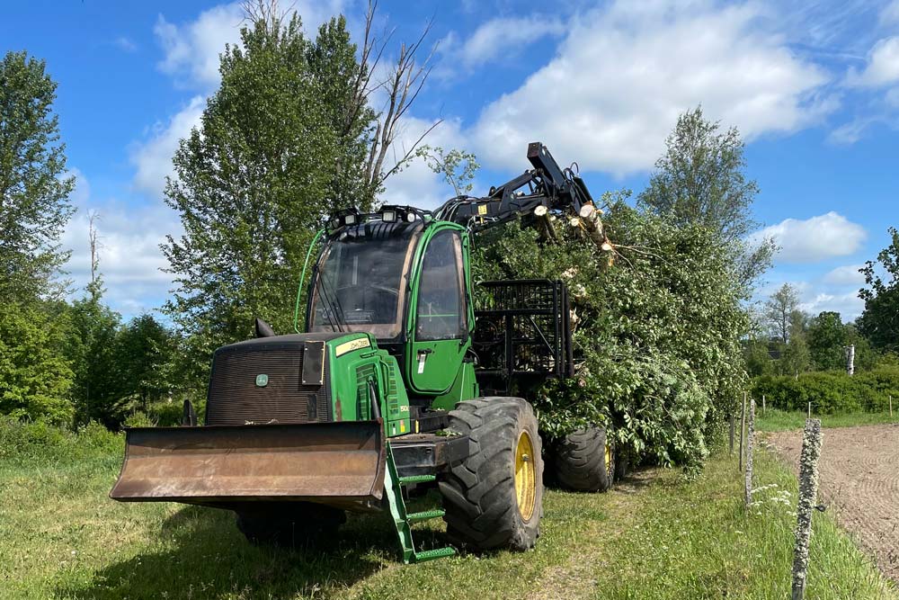 Träd som fälls och lastas på ett fordon