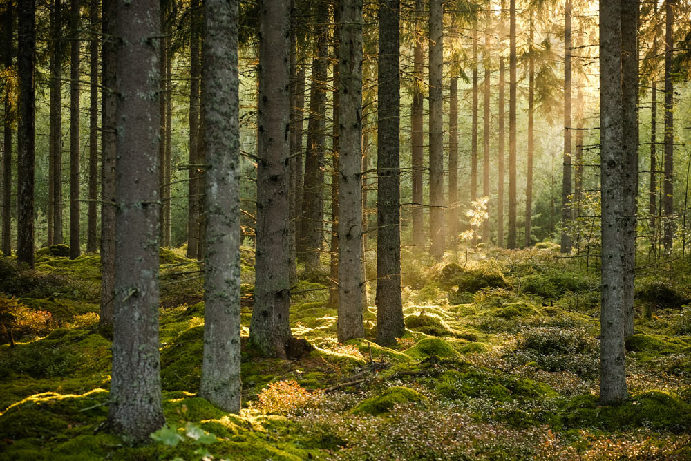 Skog som släpper in lite sol